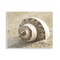 Stupell Industries Neutral Tone Seashell Wall Plaque Design by Dora Rotondella